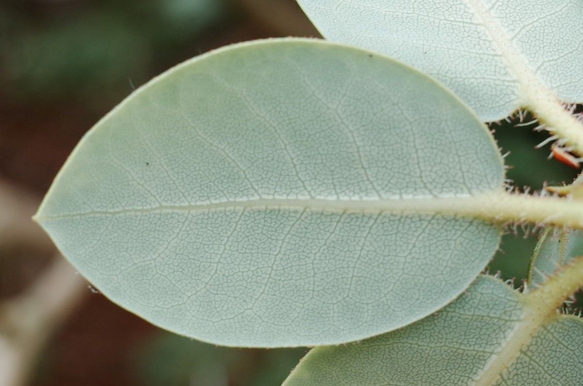 Rhododendron selense — houseplant care guide