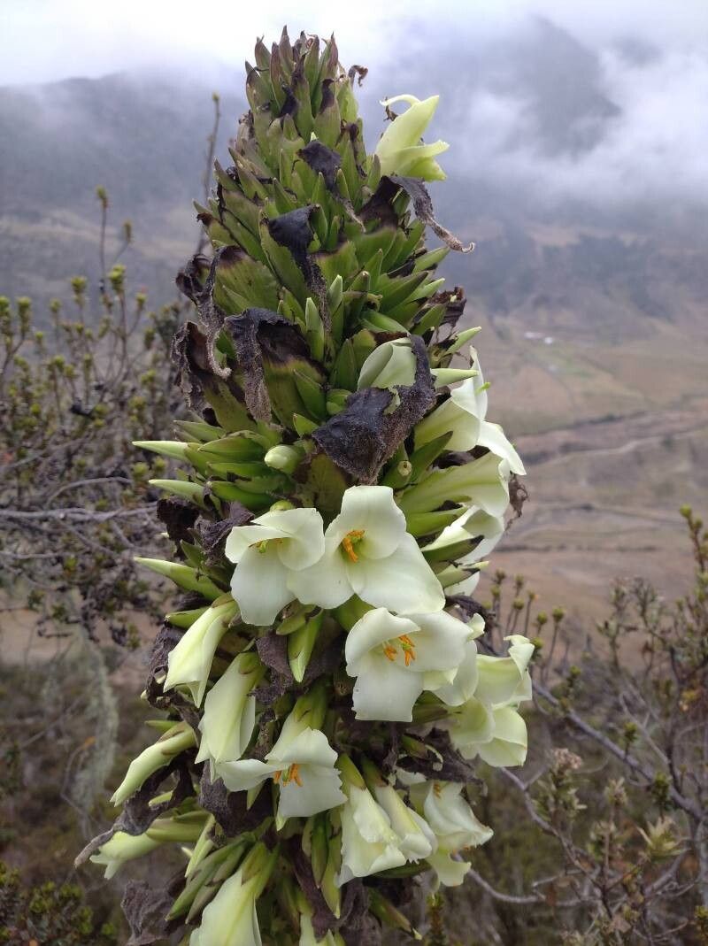 Puya venezuelana — search result for 'Puya'