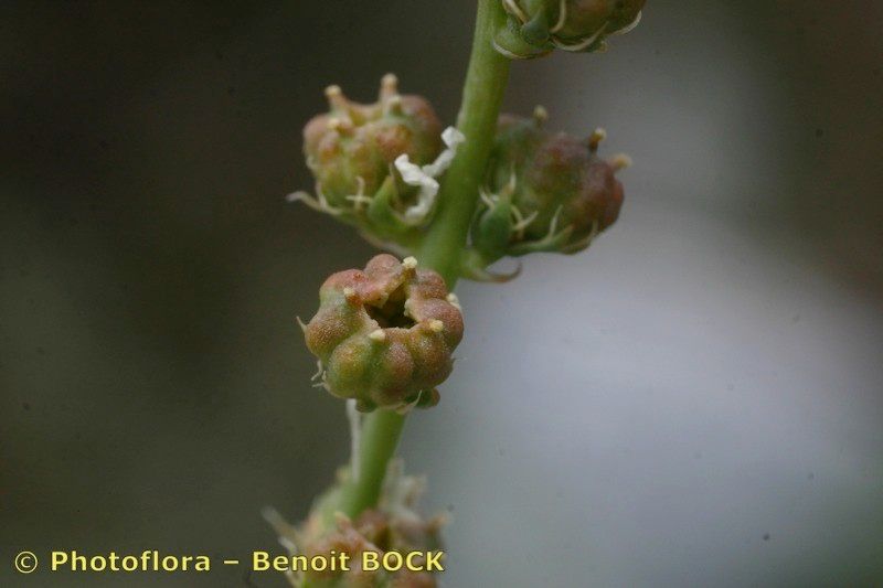 Reseda complicata fruit