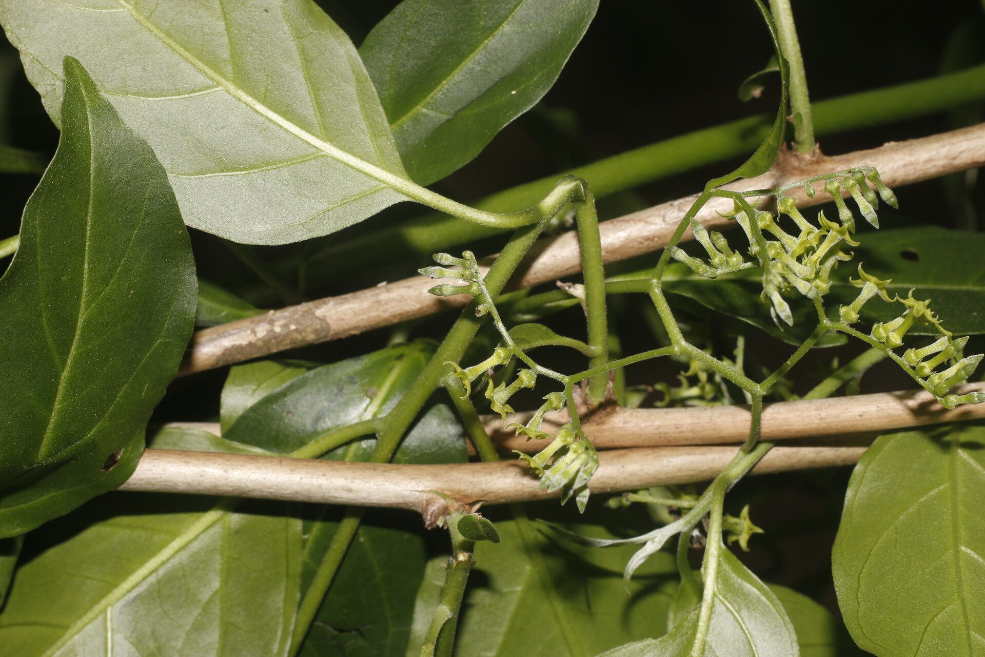 Tournefortia maculata flower