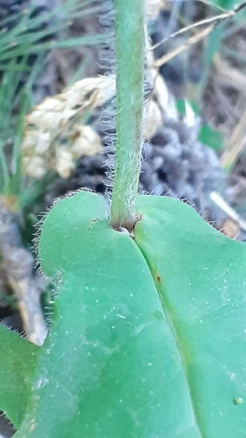 Hieracium prenanthoides — search result for 'Hieracium'