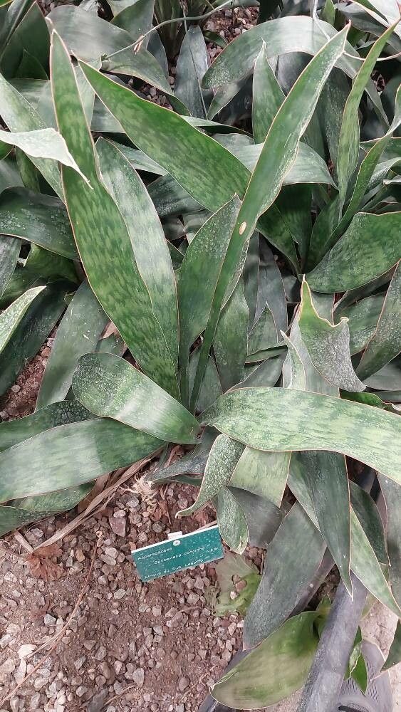 Sansevieria concinna — search result for 'Sansevieria'