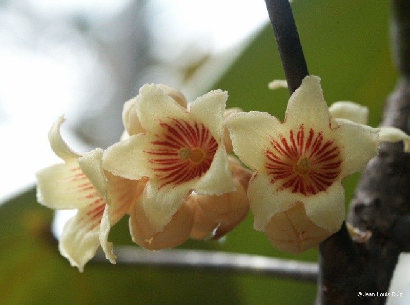 Acropogon paagoumenensis flower
