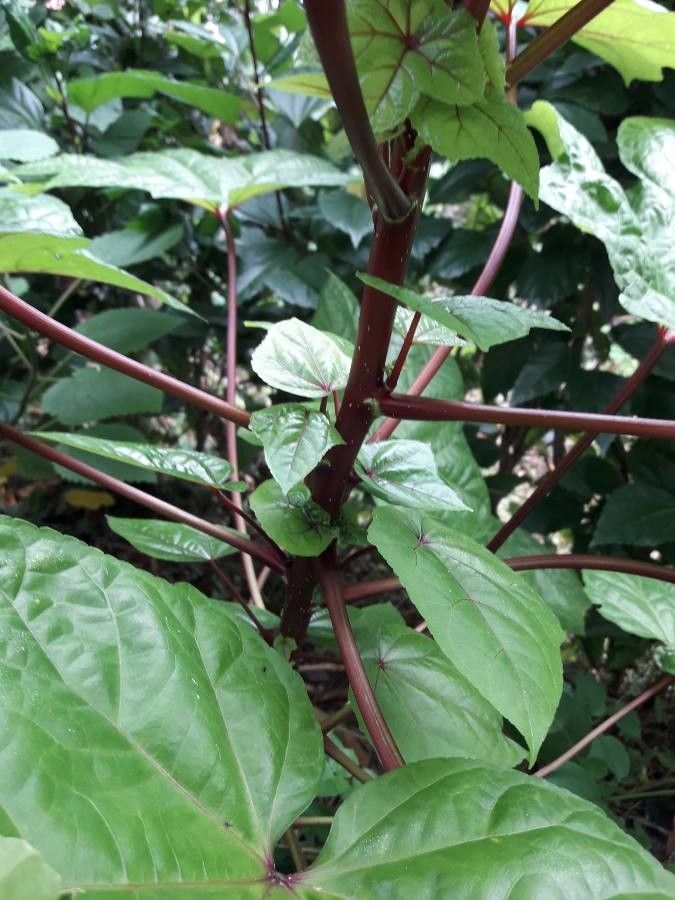 Abelmoschus moschatus bark