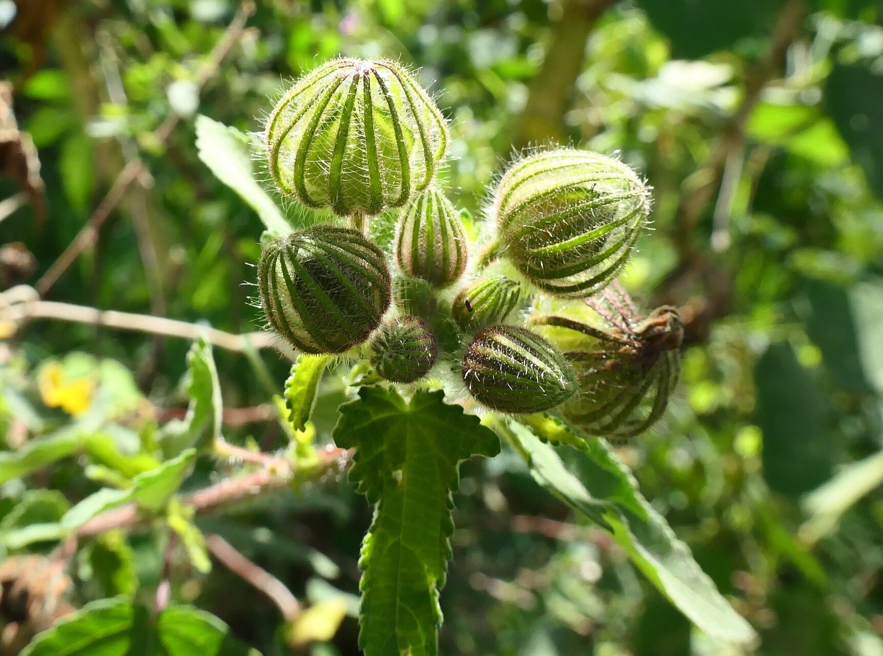Pavonia subhastata fruit