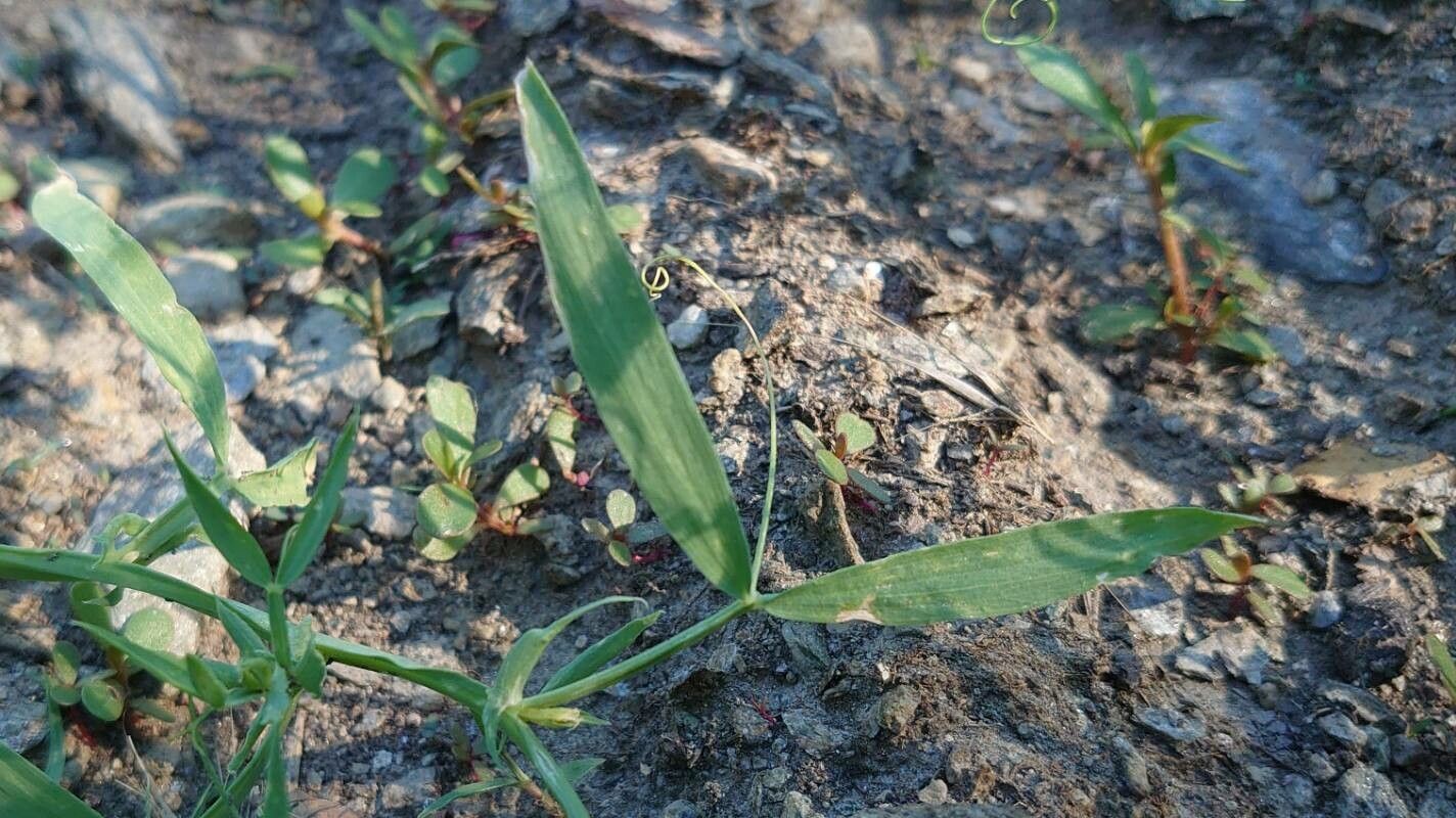 Lathyrus sativus leaf