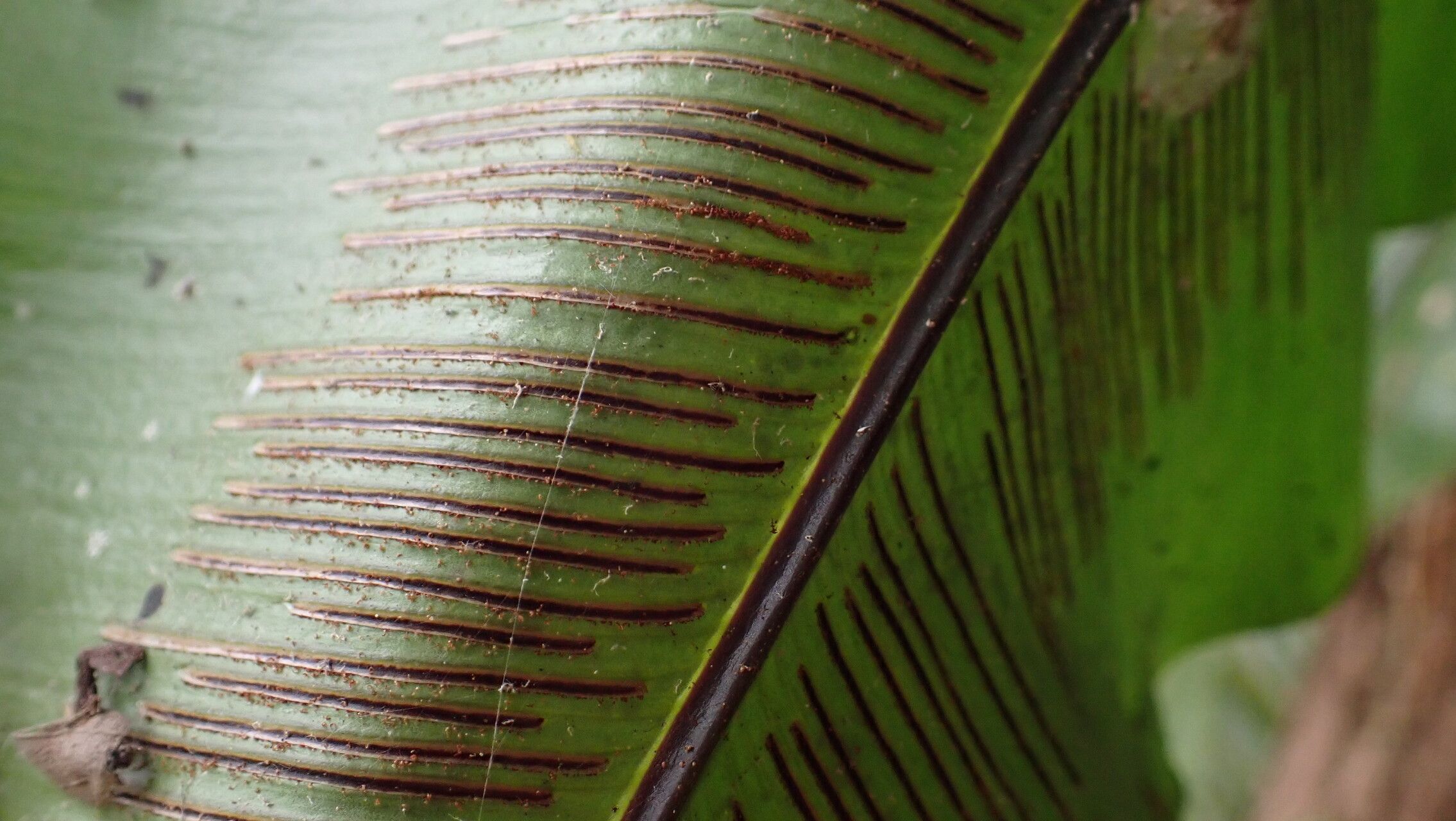 Asplenium mauritianum fruit