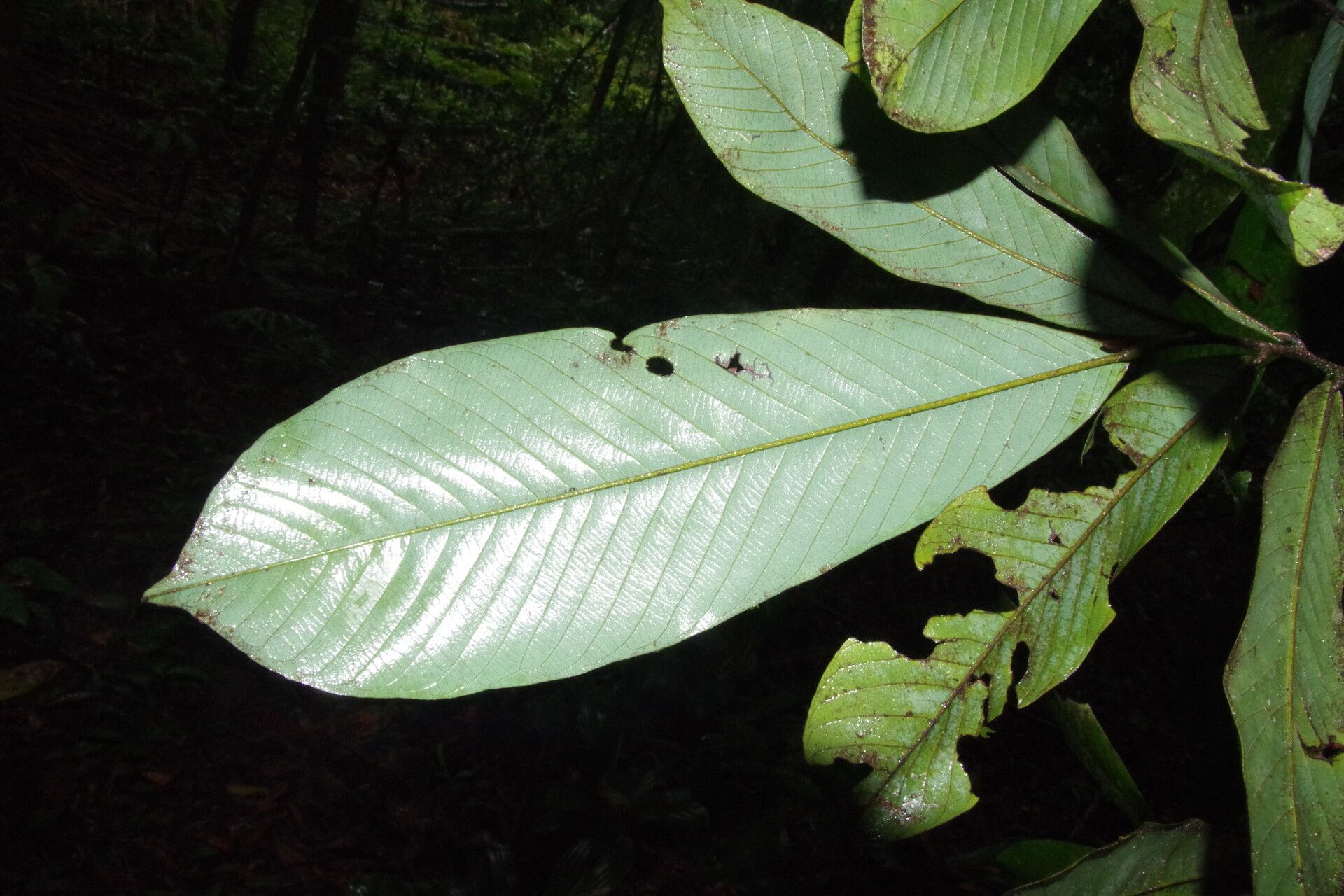 Piptostigma glabrescens — related species from the same genus