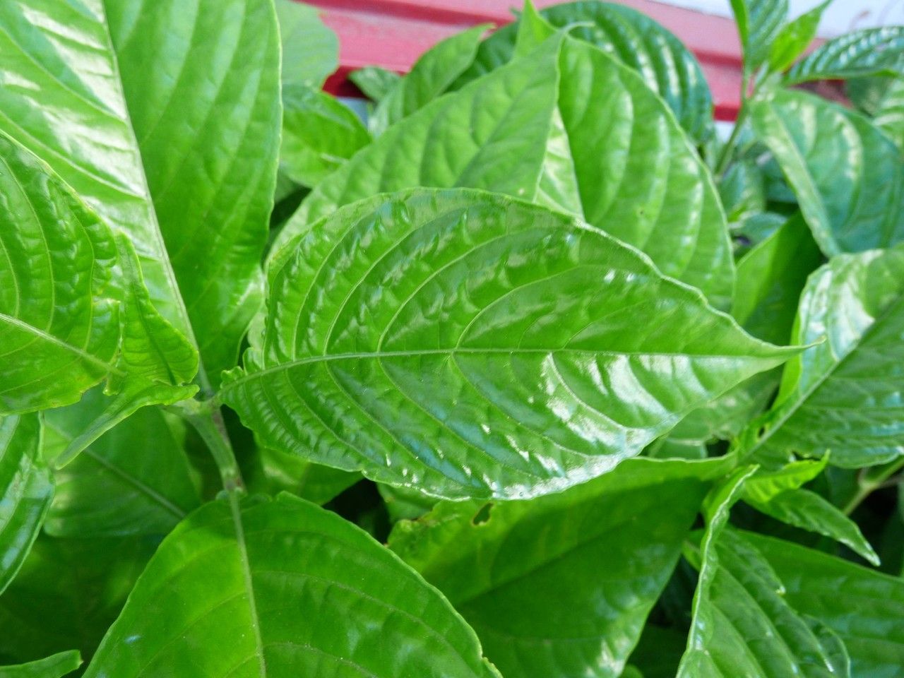 Phlogacanthus turgidus leaf