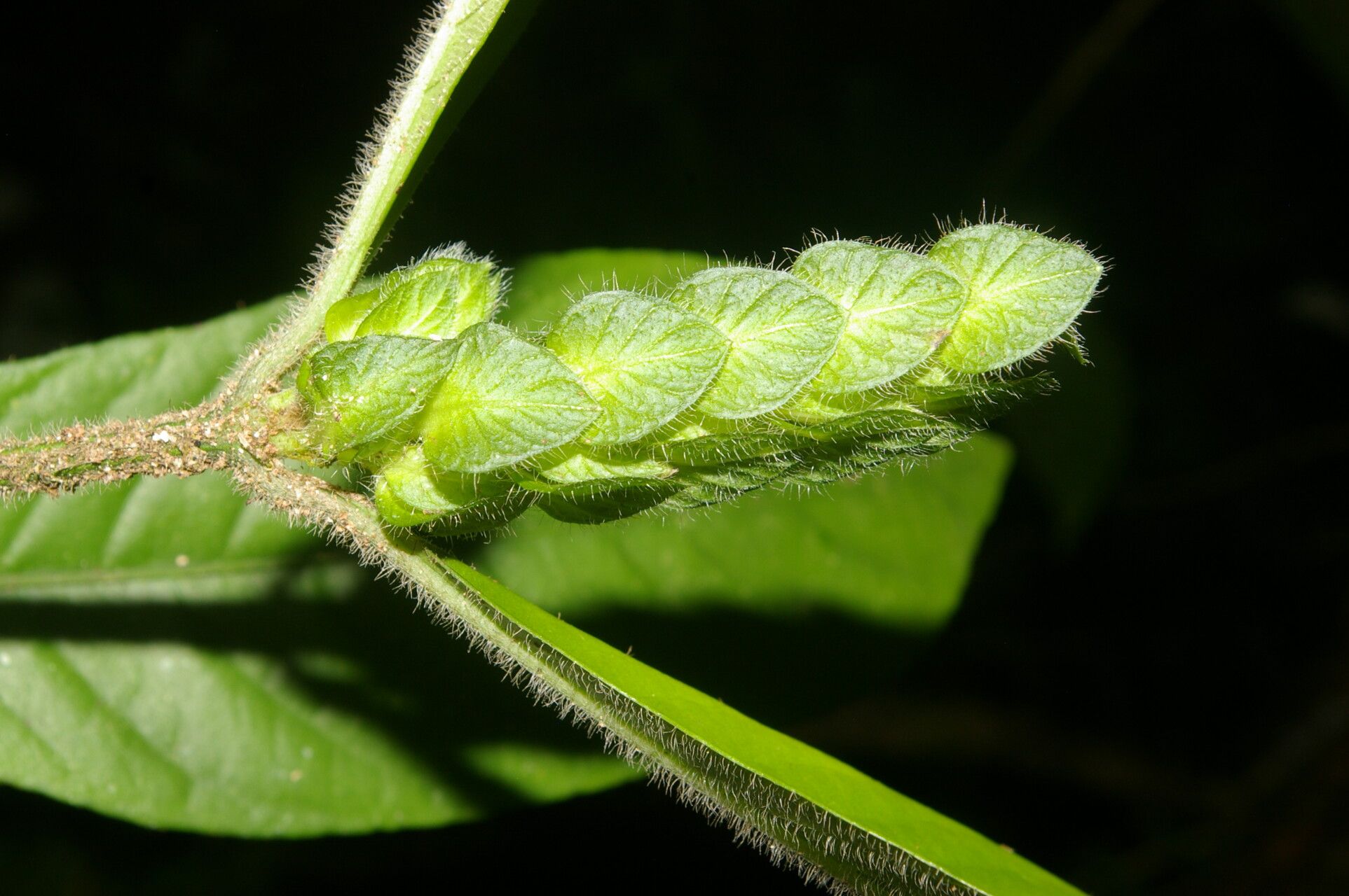 Justicia refractifolia fruit