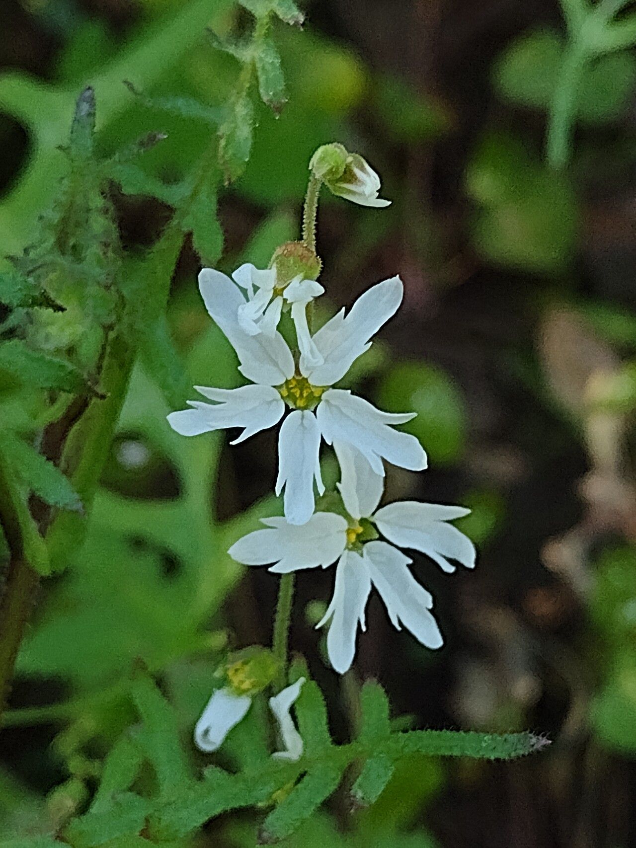 Lithophragma affine flower