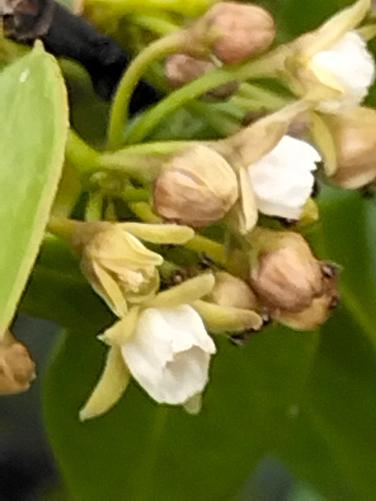 Cynanchum ellipticum flower