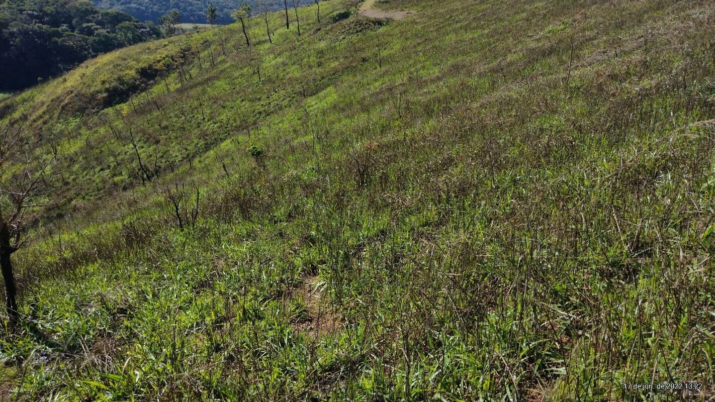 Eperua rubiginosa — houseplant care guide