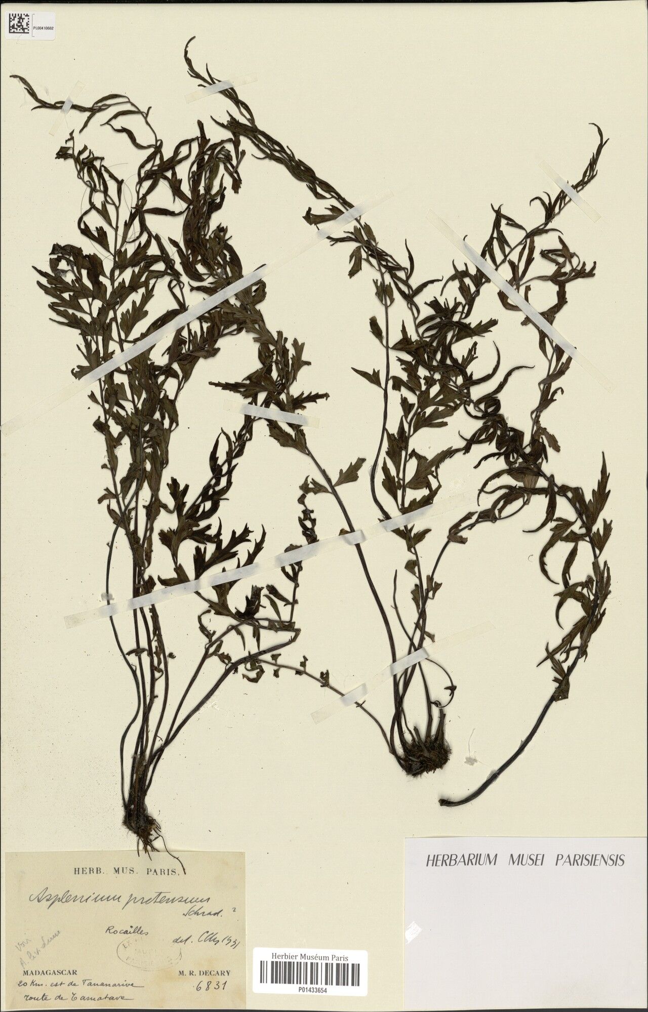 Asplenium decaryanum — houseplant care guide