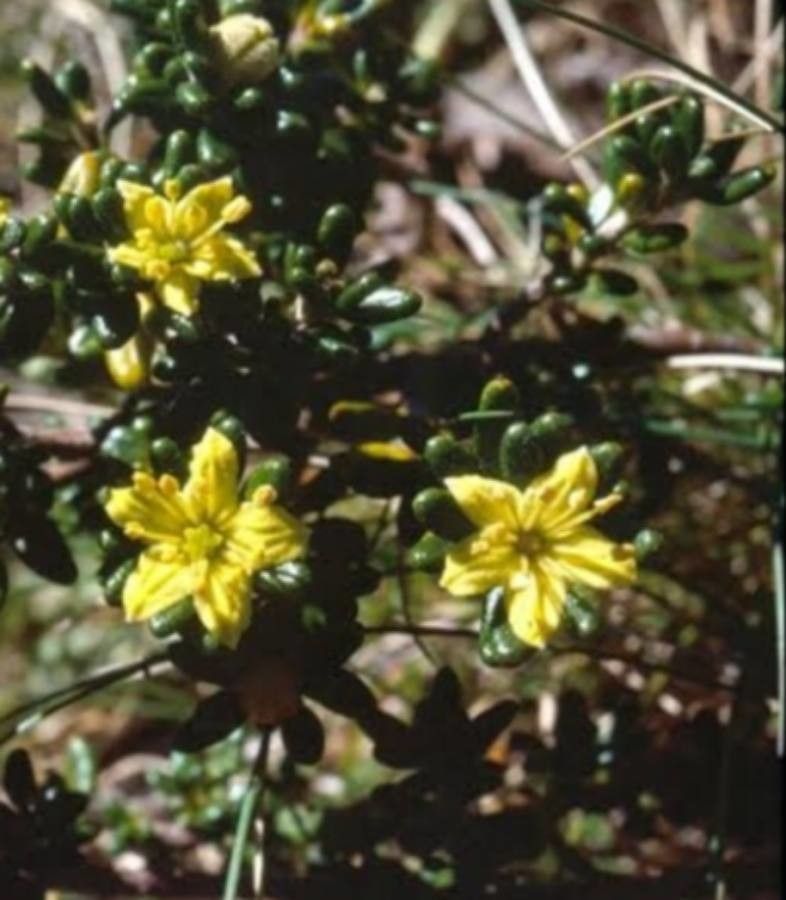 Asterolasia trymalioides — related species from the same genus