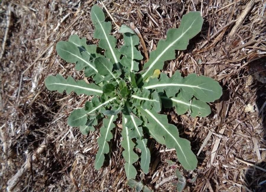 Myagrum perfoliatum — search result for 'Isatis'