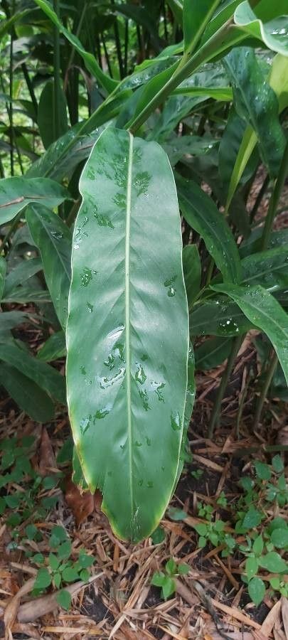Alpinia officinarum — search result for 'Alpinia'