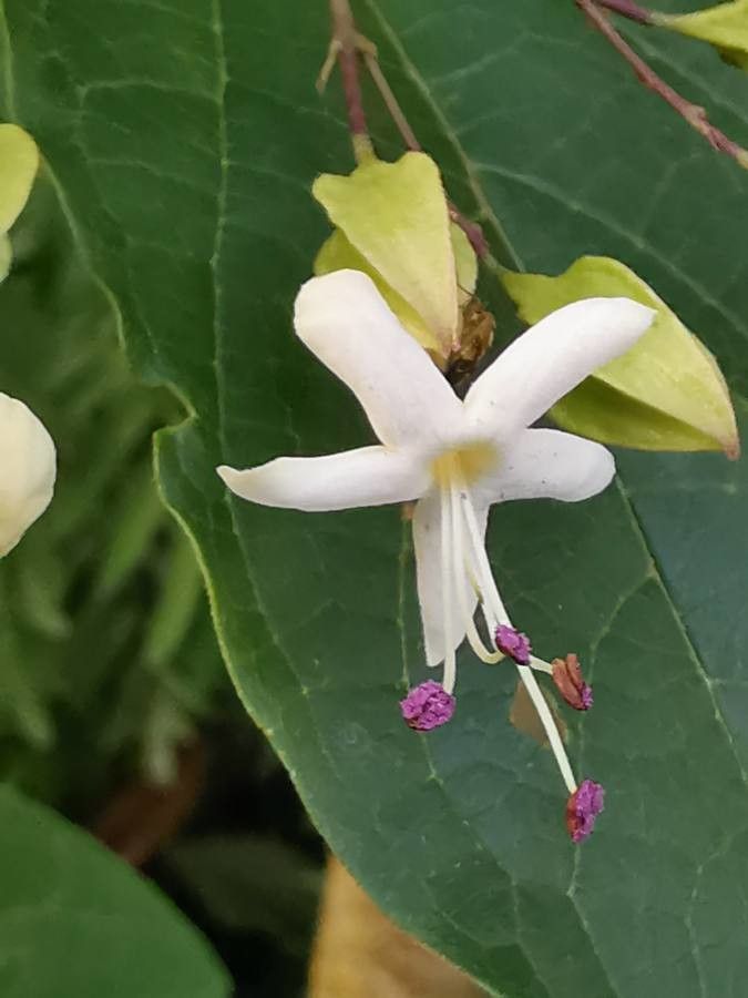 Clerodendrum tomentosum flower