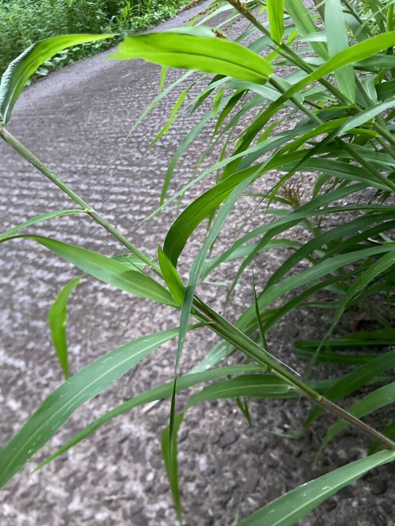 Urochloa fusca — search result for 'Panicum'