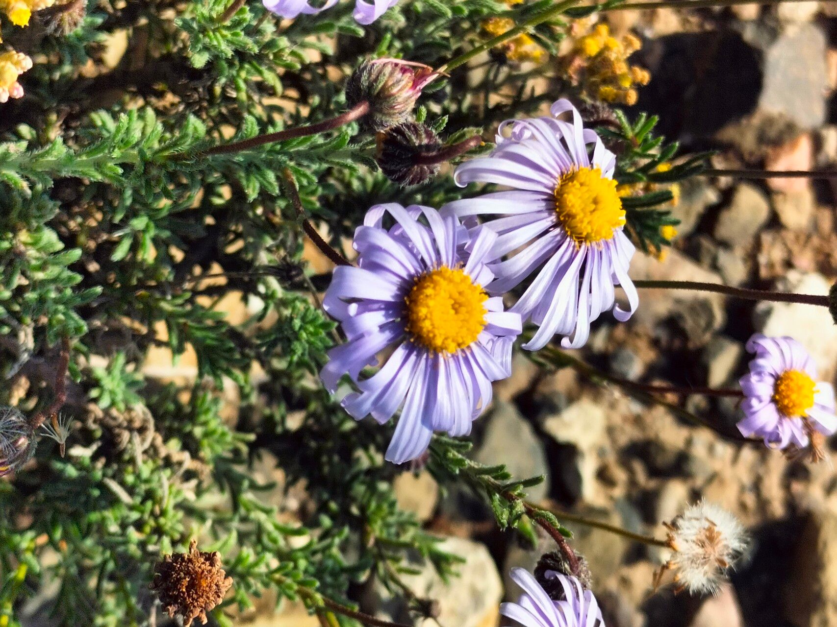 Felicia muricata flower