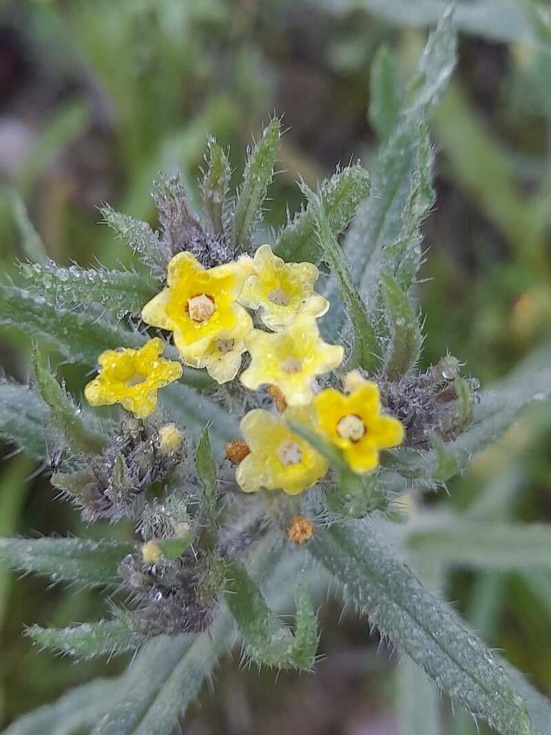 Arnebia decumbens flower