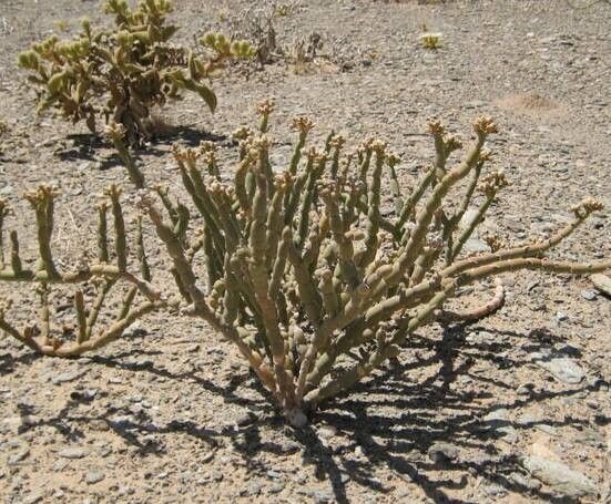 Mesembryanthemum nucifer habit