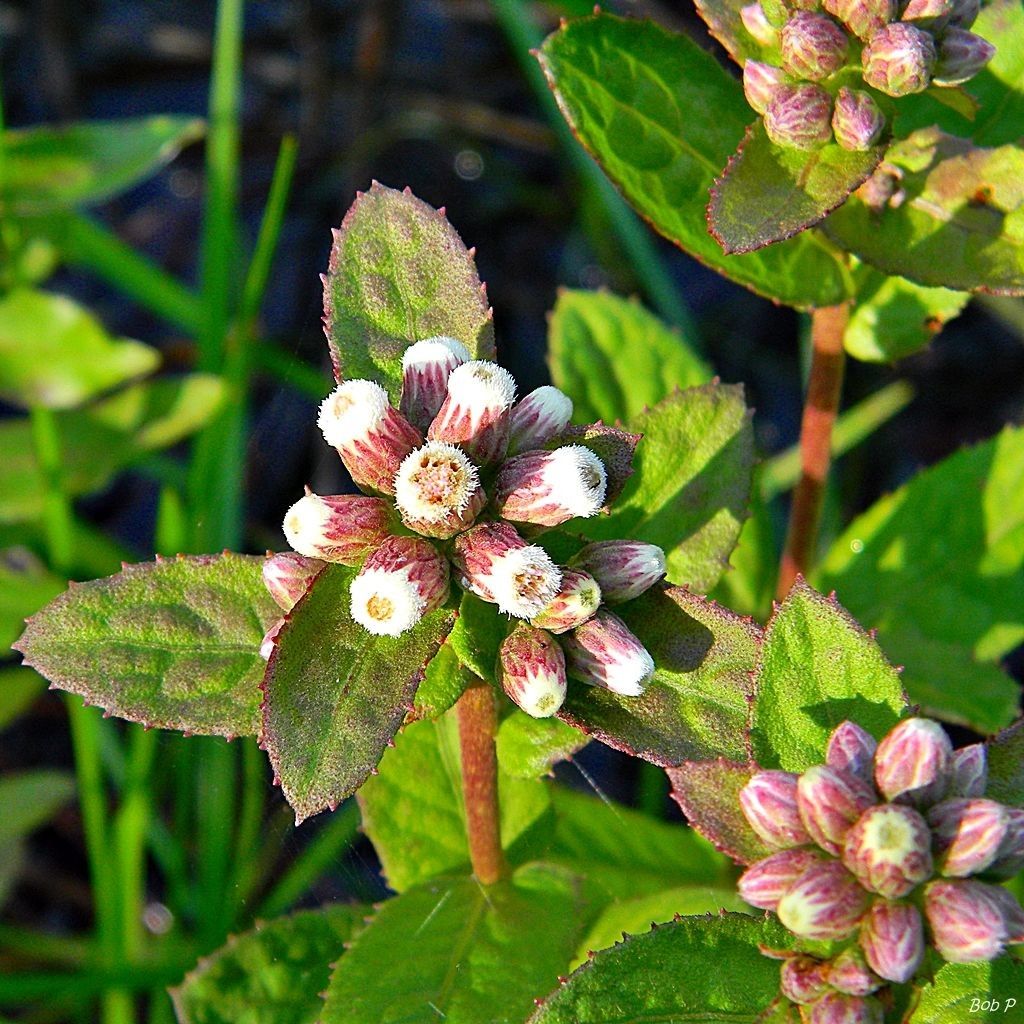 Pluchea foetida flower