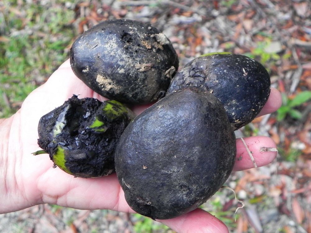 Virotia rousselii fruit