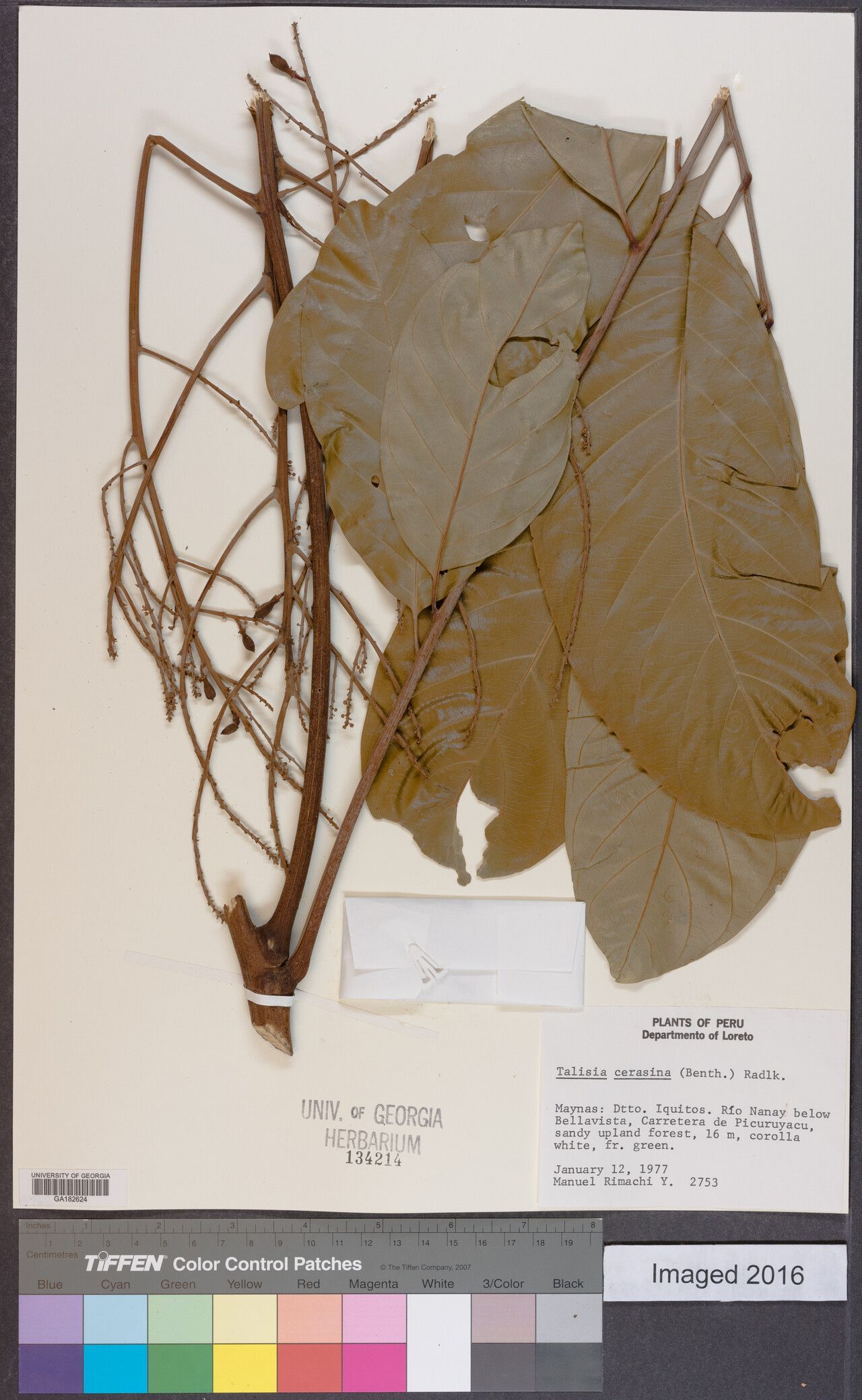 Talisia cerasina — related species from the same genus