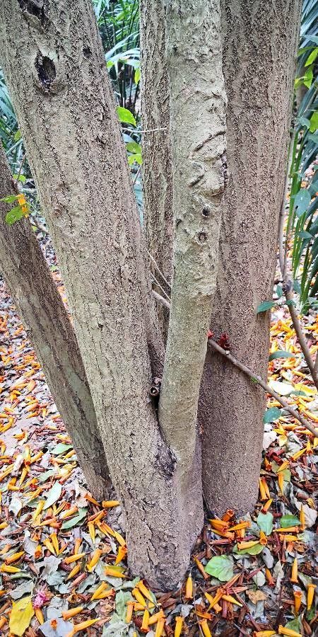Mayodendron igneum bark