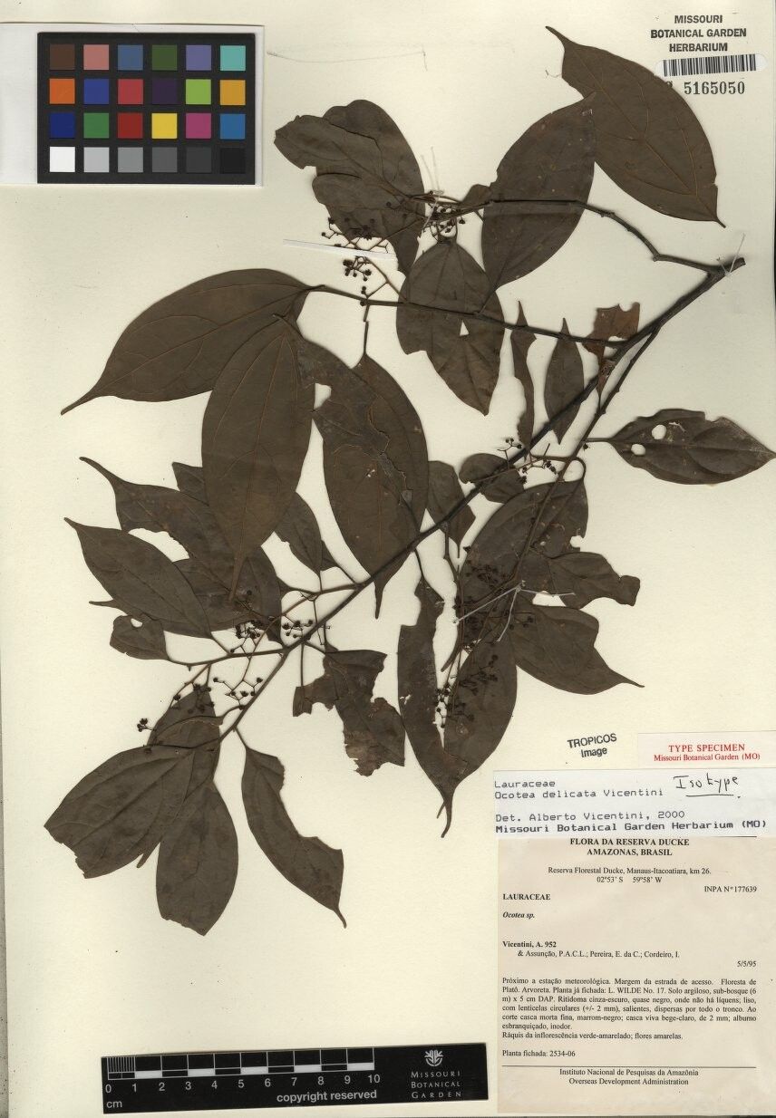 Ocotea delicata — houseplant care guide