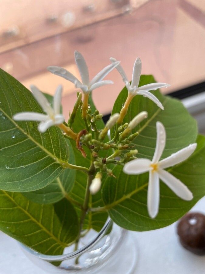 Holarrhena pubescens fruit