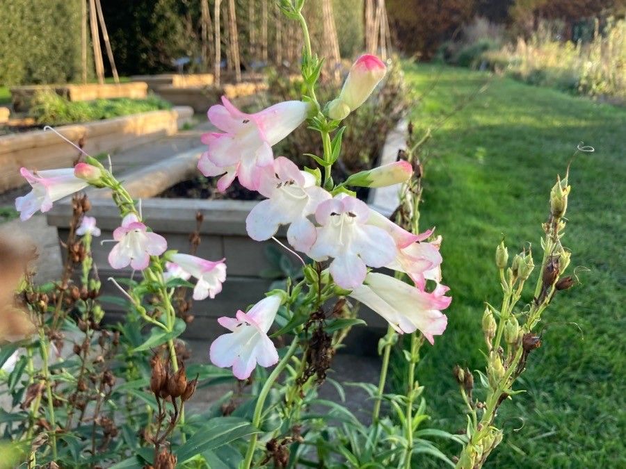 Pentstemon x hybridus flower