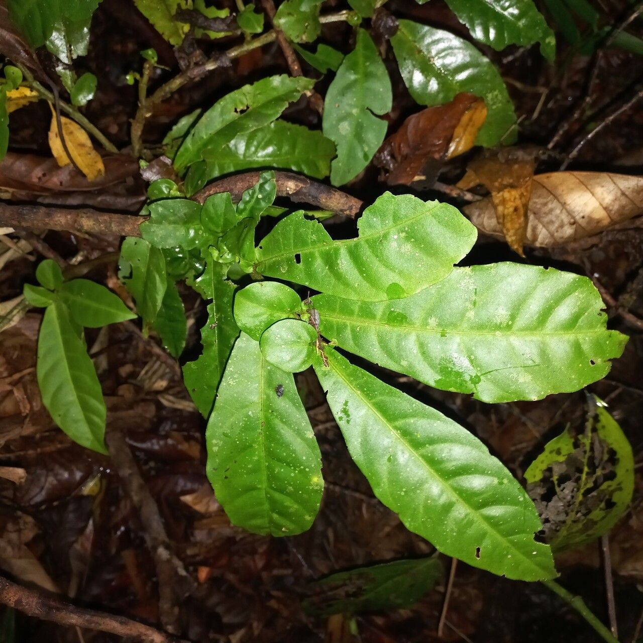 Solanum stipulatum leaf