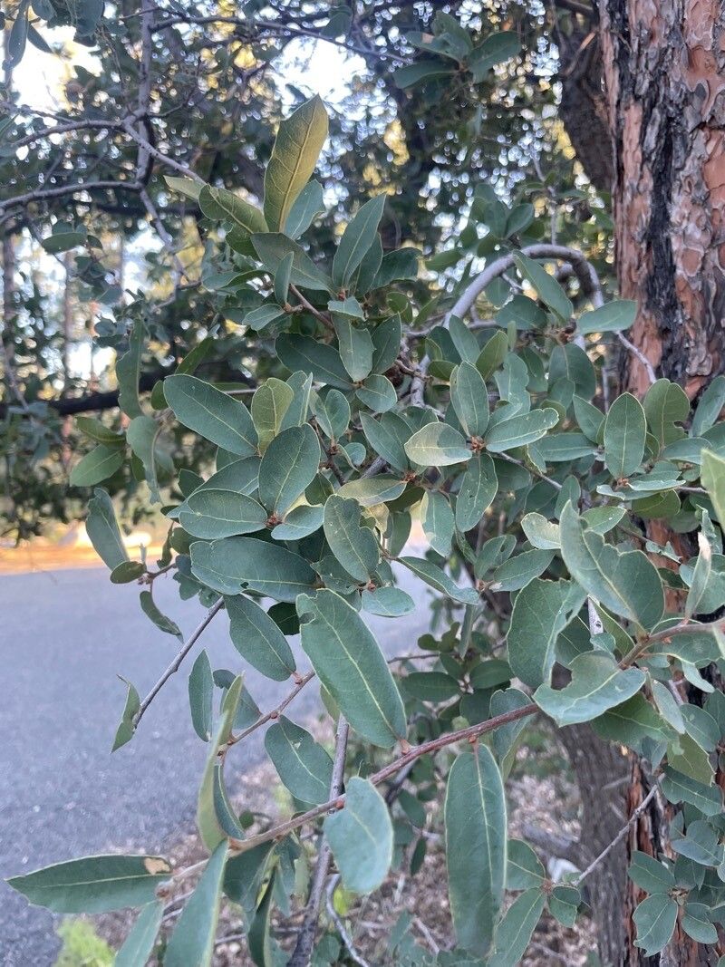 Quercus oblongifolia — houseplant care guide