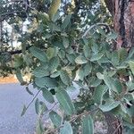 Quercus oblongifolia
