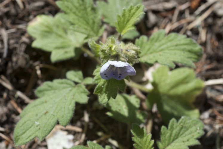 Phacelia bolanderi habit
