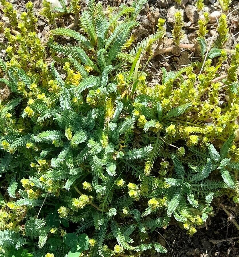 Alchemilla pinnata habit