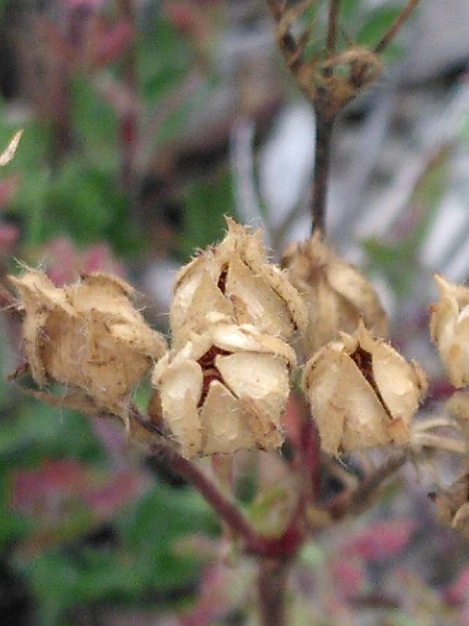 Potentilla hirta fruit