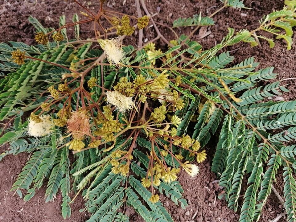 Albizia carbonaria leaf