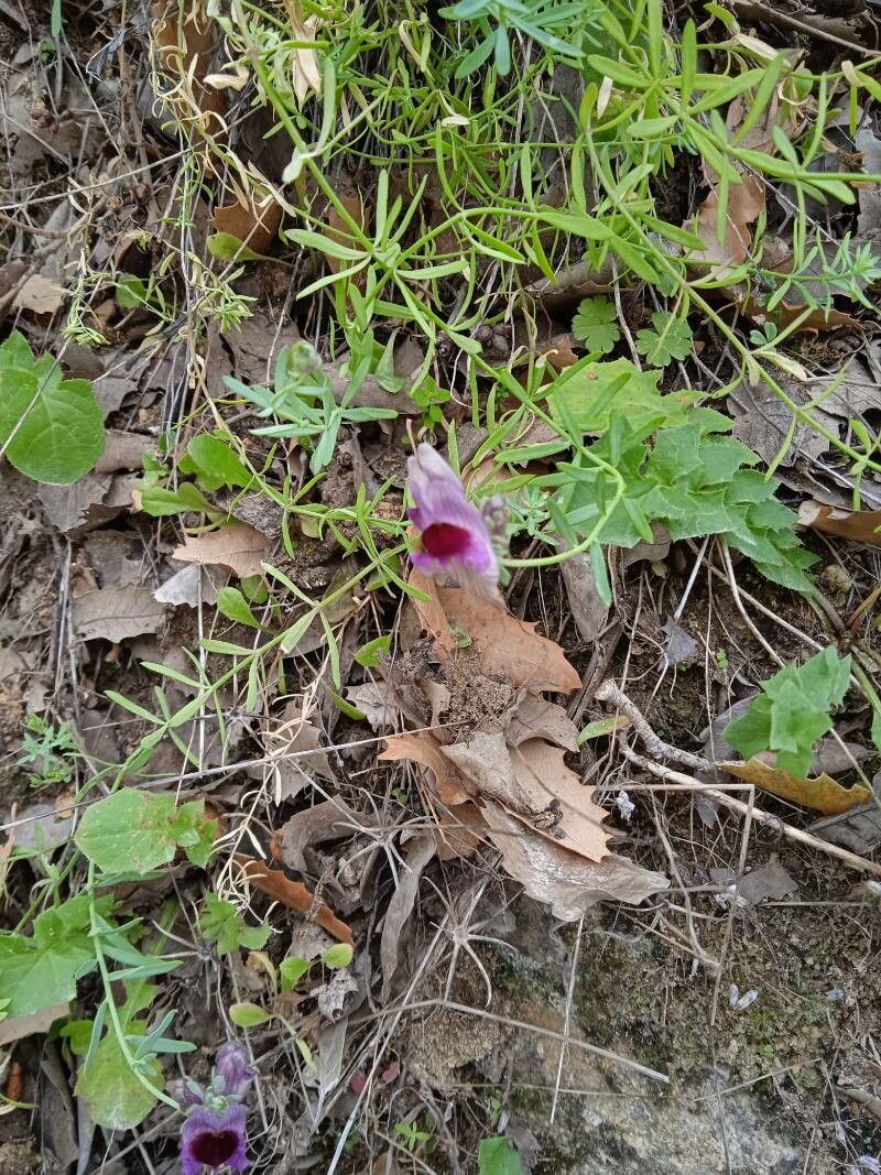 Linaria tristis — search result for 'Linaria'