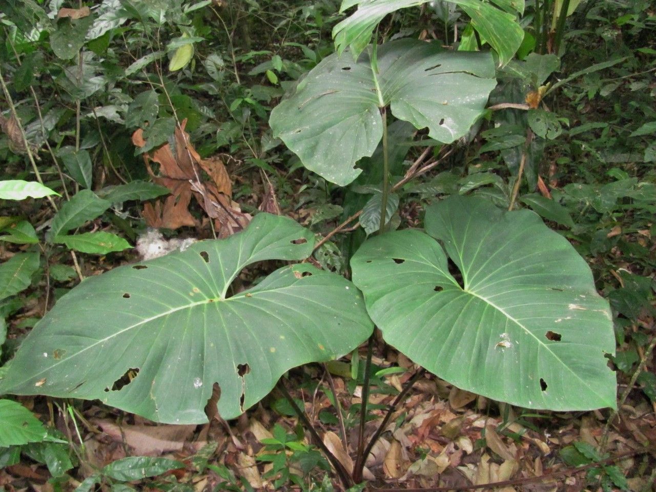 Homalomena wendlandii — search result for 'Homalomena'