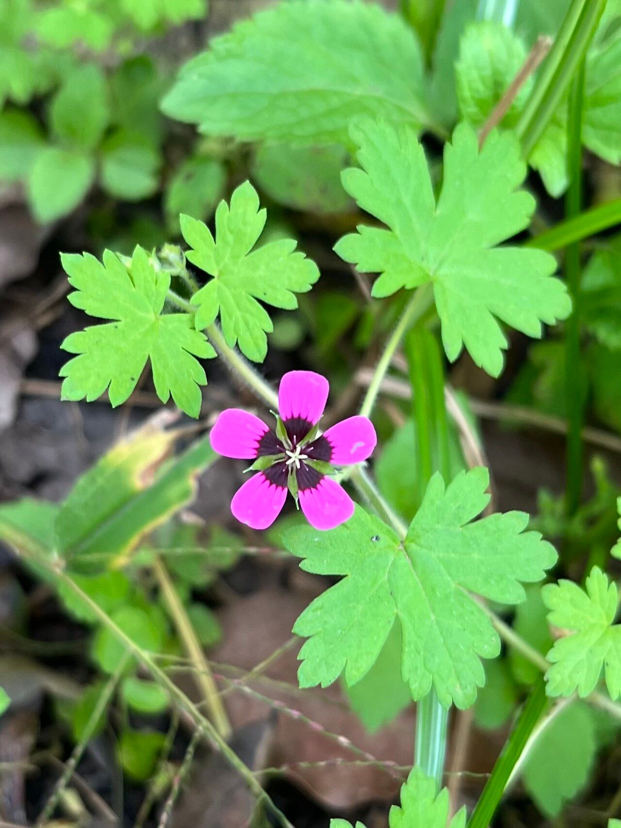 Geranium brevipes flower