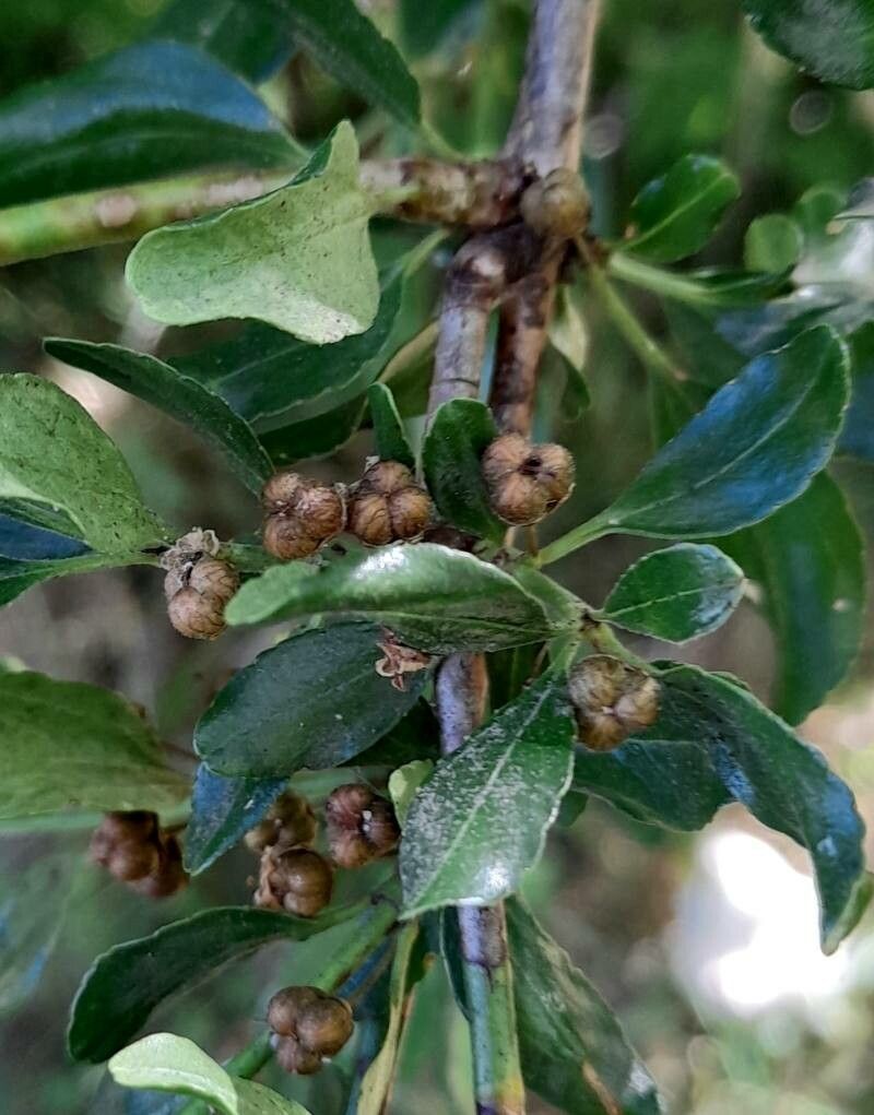 Discaria chacaye fruit