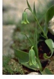 Fritillaria chlorantha — search result for 'Fritillaria'