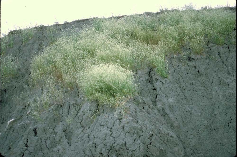 Lepidium jaredii — search result for 'Lepidium'