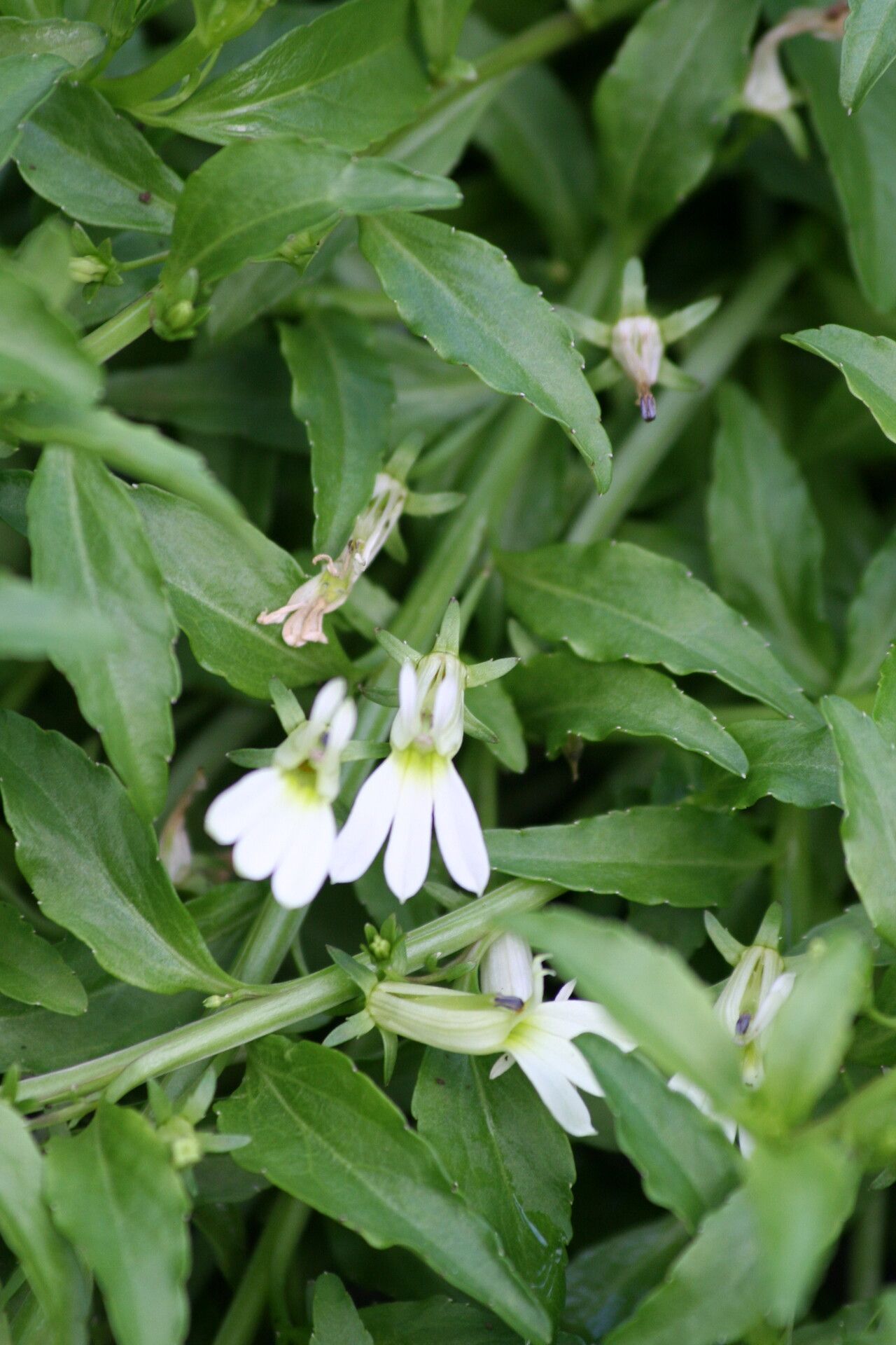 Lobelia vagans — houseplant care guide