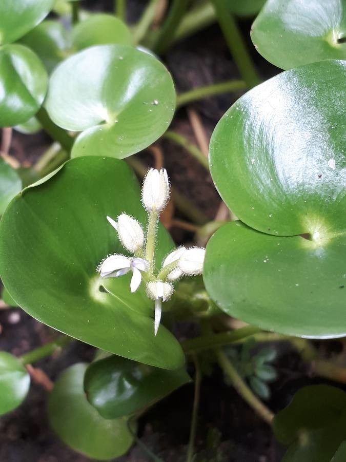 Heteranthera reniformis flower