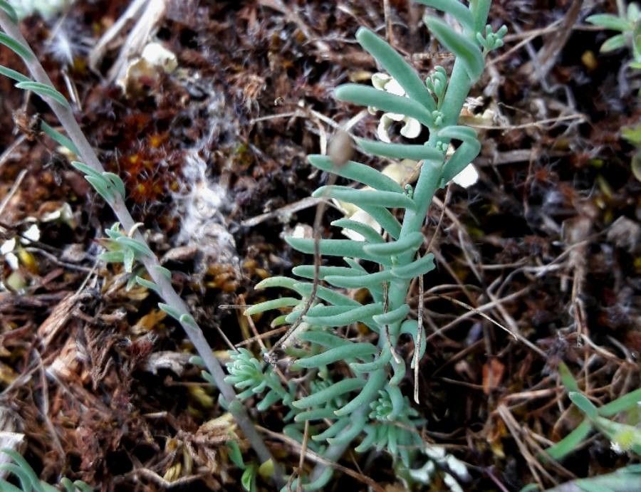 Linaria aeruginea leaf