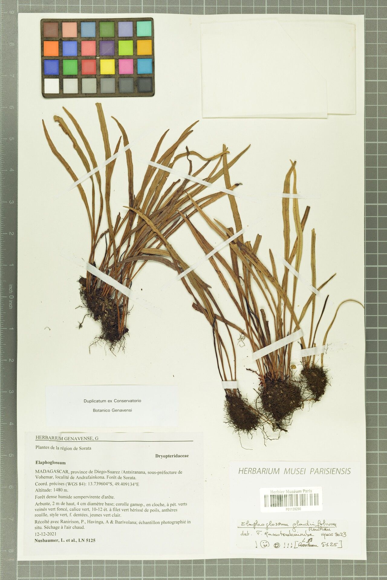 Elaphoglossum gladiifolium — houseplant care guide